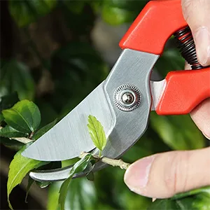 Pruning