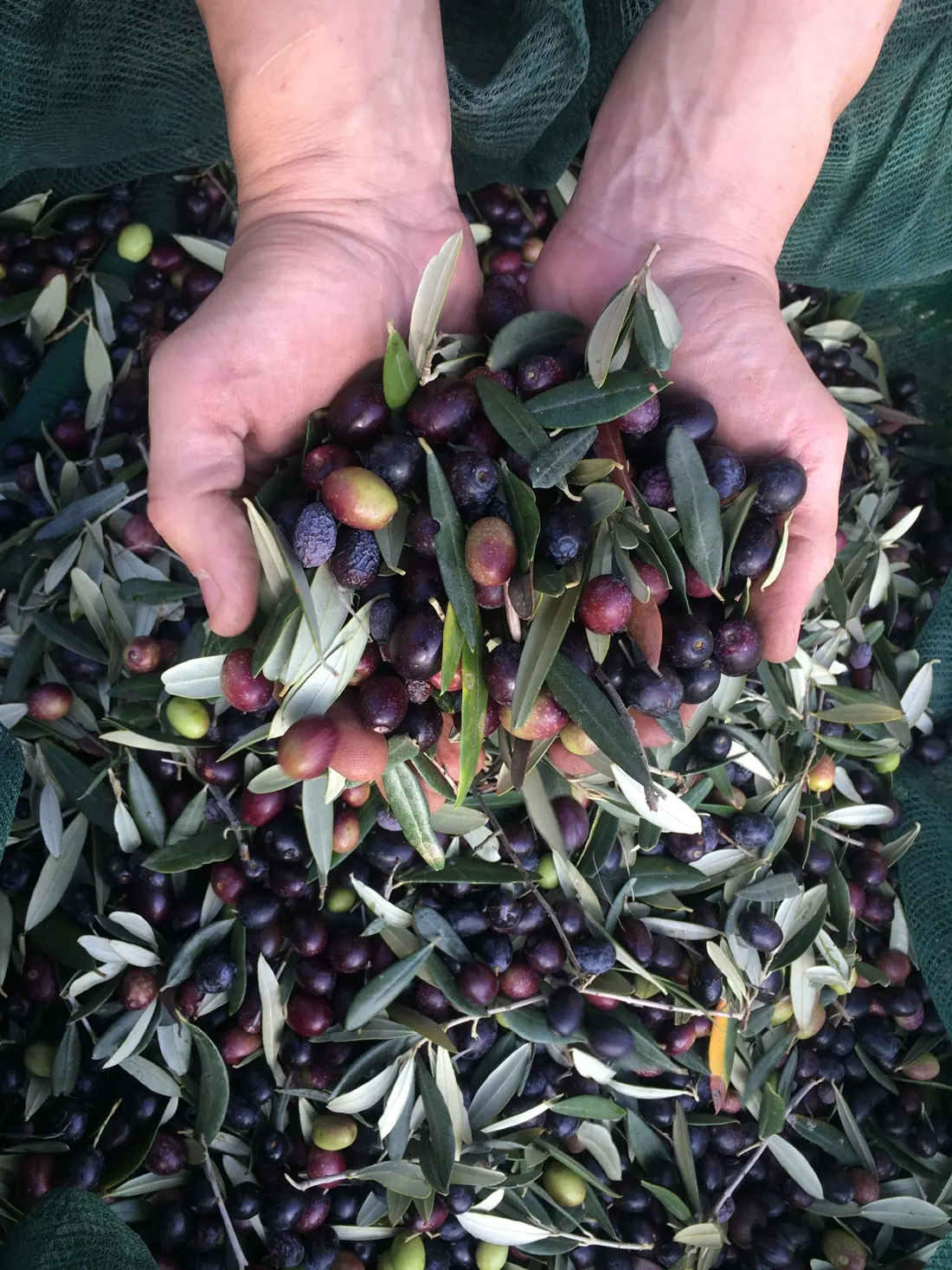 Hands full of olives over the net